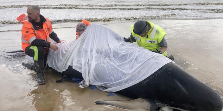 Τασμανία: Νεκρές τουλάχιστον 380 από τις περίπου 470 φάλαινες- πιλότους που εξόκειλαν 